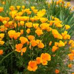 Fleurs - Eschscholtzia Orange - BIO - face recto